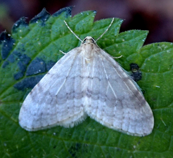 Geometridae: Operophtera cfr. fagata